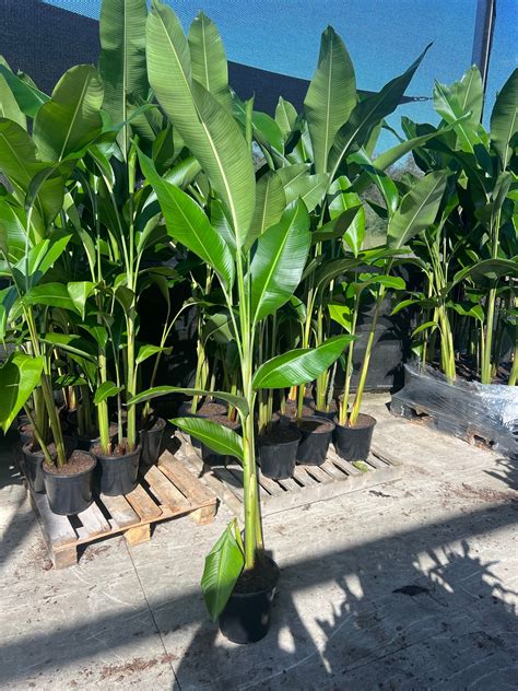 Heliconia Hot Rio 250mm Please Read Description Below Southcoast Plants