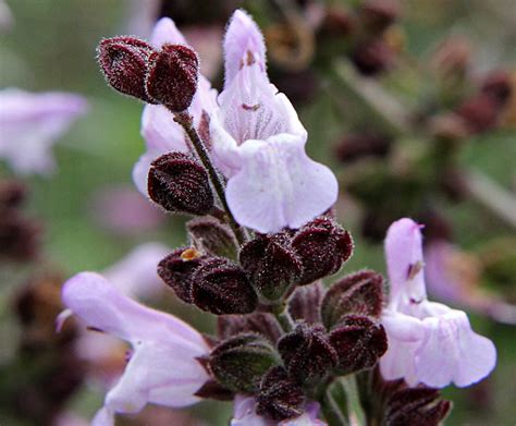 Salvia fruticosa - Изображение особи - Плантариум