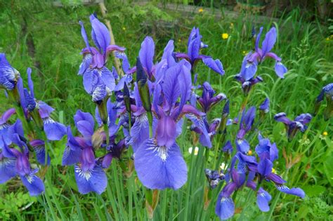 Ирис сибирский (109 фото) » НА ДАЧЕ ФОТО