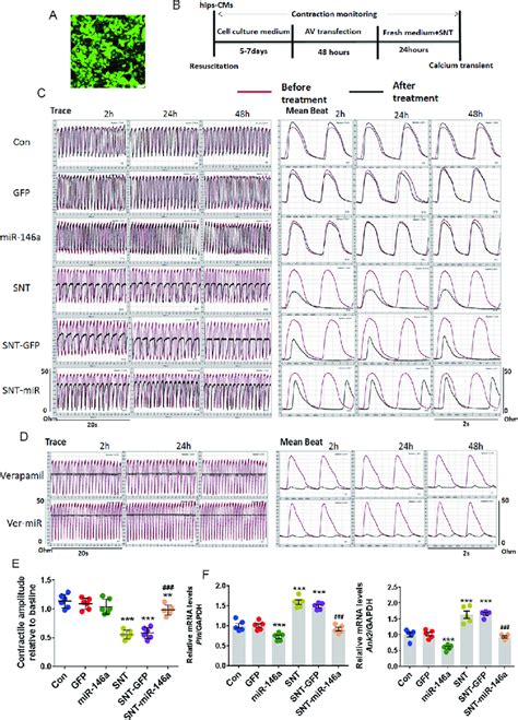 Mir Overexpression Alleviated Snt Induced Contractile Dysfunction