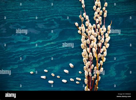 Background From A Bouquet Of Pussy Willow Stock Photo Alamy