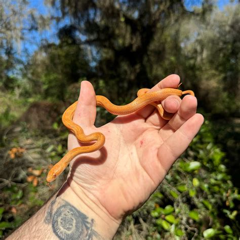 Hypo Everglades Rat Snake For Sale – O.T.W Exotics