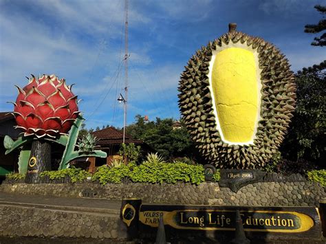 Kebun Durian Warso Farm Di Kota Bogor