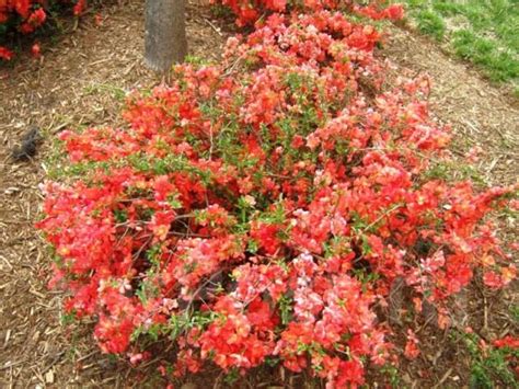 Саженцы айвы(хеномелис), новый, в наличии. Цена: 1 000₽ во Владивостоке