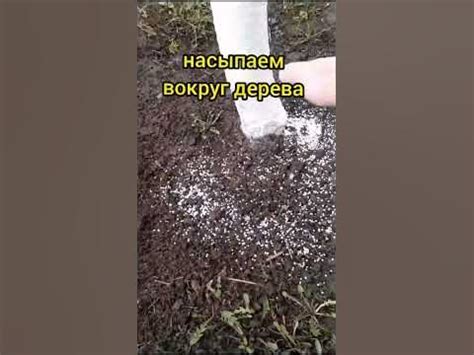 Подкормка для деревьев - YouTube
