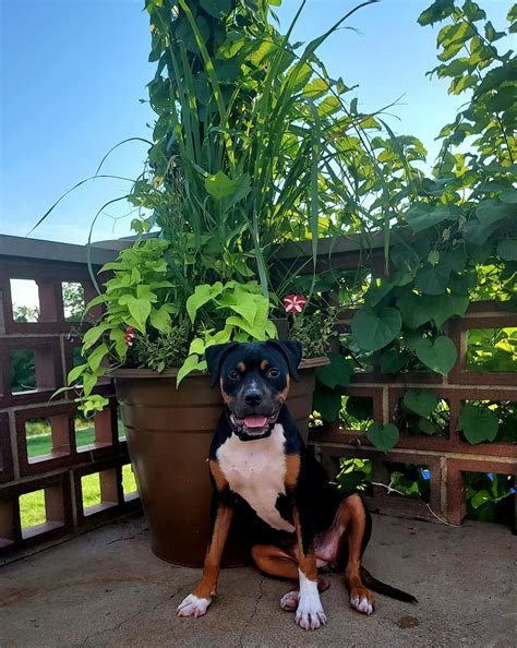 My rescue Rott mix?? : r/Rottweiler