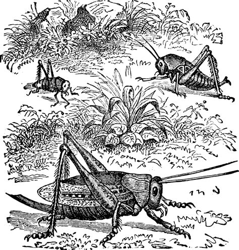 Locusts Free Stock Illustrations Creazilla