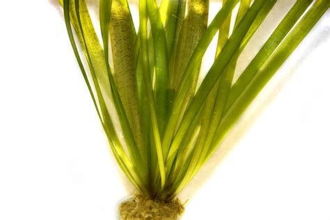 Купить Валлиснерию гигантскую (Vallisneria sp. «Gigantea»)