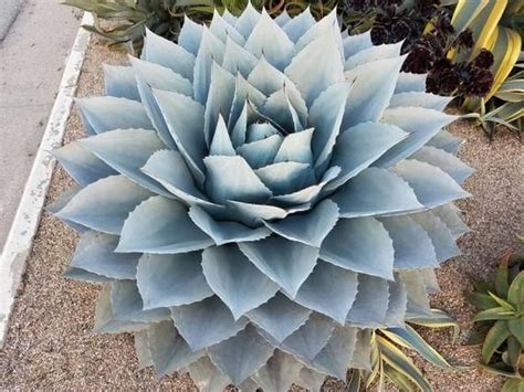 Agave Havardiana Big Bend Texas Agava Havard S Century Plant 5 Seeds