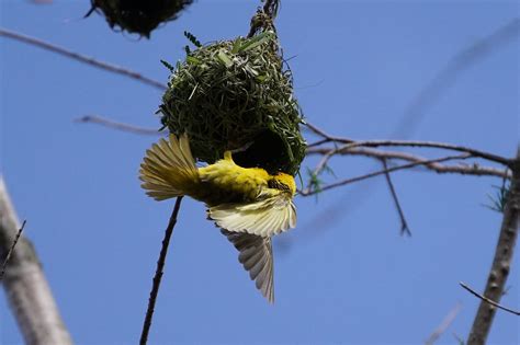 Oiseau Tisserand Ornithologie Photo Gratuite Sur Pixabay Pixabay