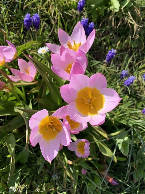 Felsen Tulpe Tulips Saxatilis Janine Sch Mperli Flickr