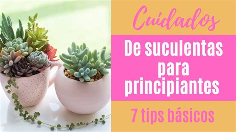 C Mo Cuidar Tus Suculentas Tips B Sicos Para Principiantes