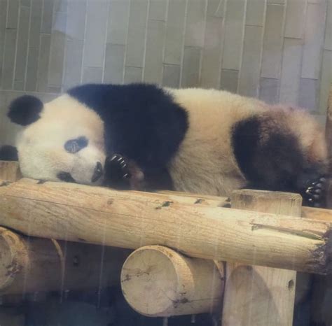 「Mommy Bear Baby Bear」おしゃれまとめの人気アイデア｜Pinterest｜Ian Maews | シャンシャン パンダ