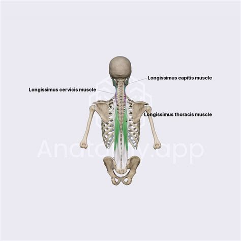 longissimus muscles anatomyapp