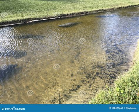 Manatees Often Come To Canals when it Gets Cold in Central Florida
