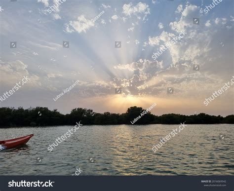 Kayaking Mangroves Qatar Photos Images And Pictures