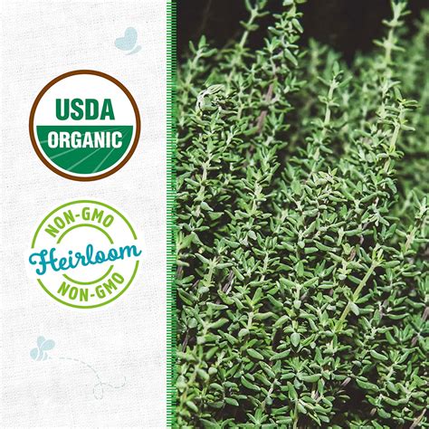 Thyme English