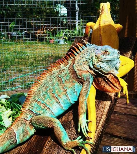 Baby Green Iguana For Sale Ilnostroclub Margaux