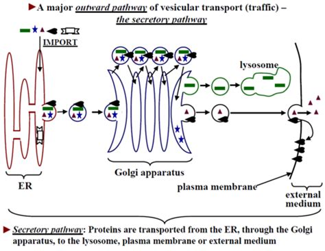 Lecture 9 Protein Sorting To Organelles 2 Secretory Pathway
