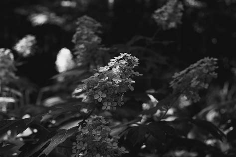 Oakleaf Hydrangea Photos, Download The BEST Free Oakleaf Hydrangea