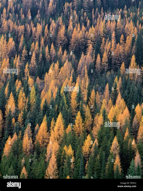 Colville national forest hi-res stock photography and images - Alamy
