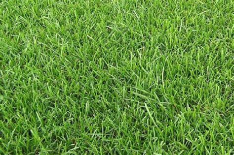 10 лучших видов газонной травы: названия и описания, с фото и ...