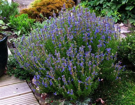 How To Grow Hyssop Plants | Gardening Know How