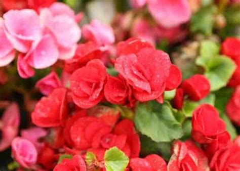 Rieger Begonia A Blooming Delight For Indoor Gardens