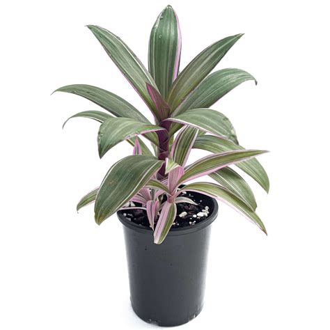 Buy Rhoeo Stripe Me Pink Rare Indoor Plants Australia