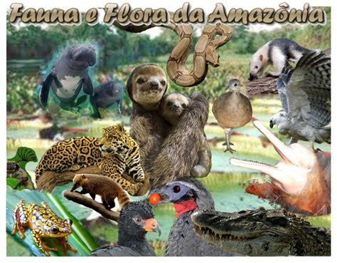 Fauna Do Bioma Amazonia - Fauna e Flora da Amazônia: Fauna e Flora da amazônia