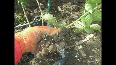 Торнфри ответ размножение - YouTube