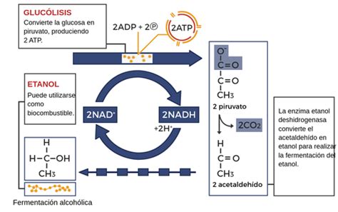 Fermentación del etanol Labster