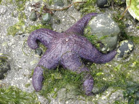 Ochre Sea Star Or Starfish Facts And A Major Wasting Disease Owlcation