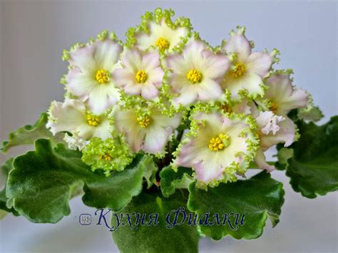 Фиалки Морев, НК, НД, ВаТ, ПТ, ЕК