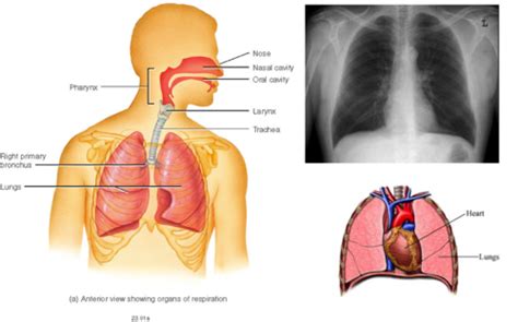 Exss Pulmonary Ventilation Flashcards Quizlet