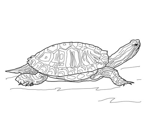 Red Eared Slider Turtle Coloring Page Free Printable Coloring Pages