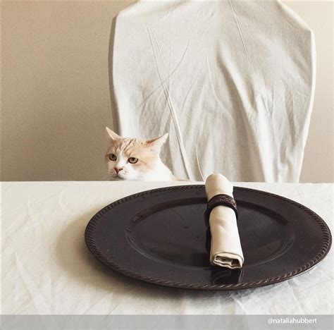 Коты и еда: 15 забавных фото