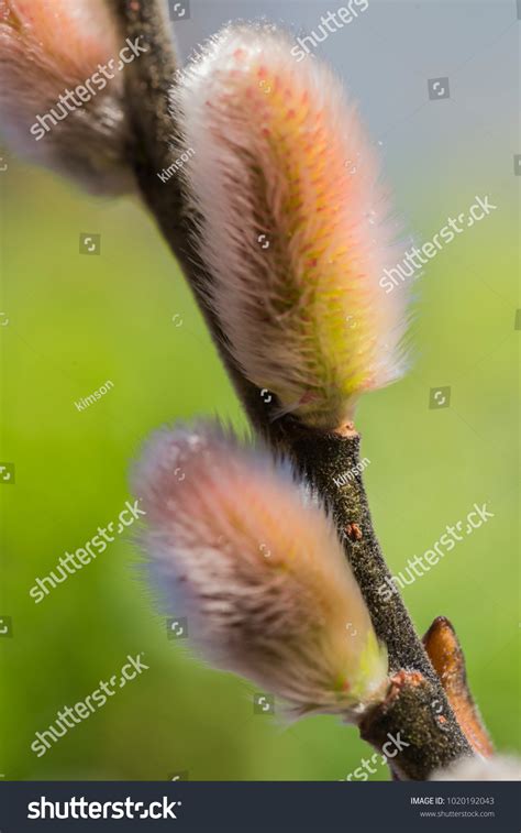Pussy Willow Pussycat Catkins Classic Beginning Stock Photo Shutterstock