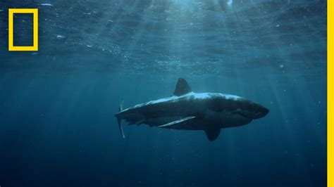 Great White Shark Hunting Patterns | When Sharks Attack ctm magazine