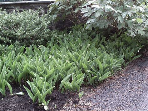 Convallaria Majalis Lily Of The Valley 1 Behmerwald Nursery