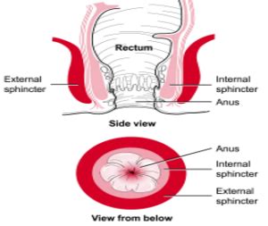 Anal Sphincter Exercises North Tees And Hartlepool Nhs Foundation Trust
