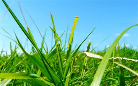 Papel de parede grama Verdes verão claramente brilhantemente