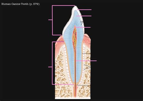 Human Canine Tooth Diagram Quizlet