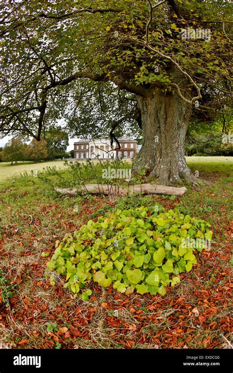 Veteran Lime Tree Tilia X Vulgaris Trelissick Cornwall Uk Stock