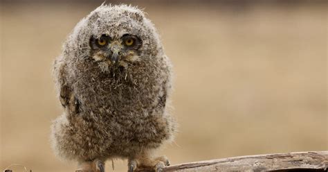 Baby Great Horned Owls All You Need To Know With Bird Fact