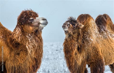 Portrait Of A Camel Camels In The Winter Stavropol Steppe Pets In The