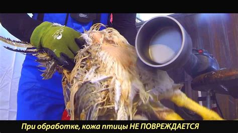 насадка на дрель для ощипывания бройлеров кур уток гусей - YouTube