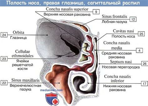 Анатомия: Полость носа (cavum nasi). Стенки полости носа, носовые ходы ...
