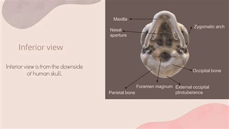 Sex Determination Through Human Skull Pptx Bone And Joint Conditions Diseases And Conditions