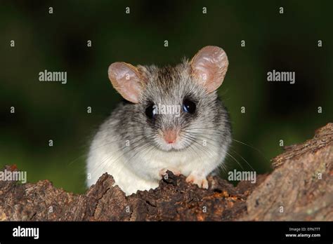 Tree rat hi-res stock photography and images - Alamy